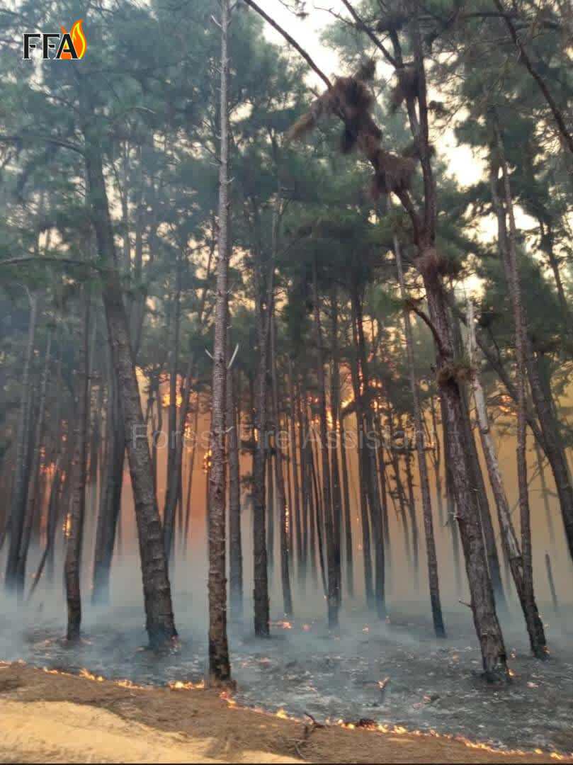 Imagen de un paisaje afectado por incendios forestales