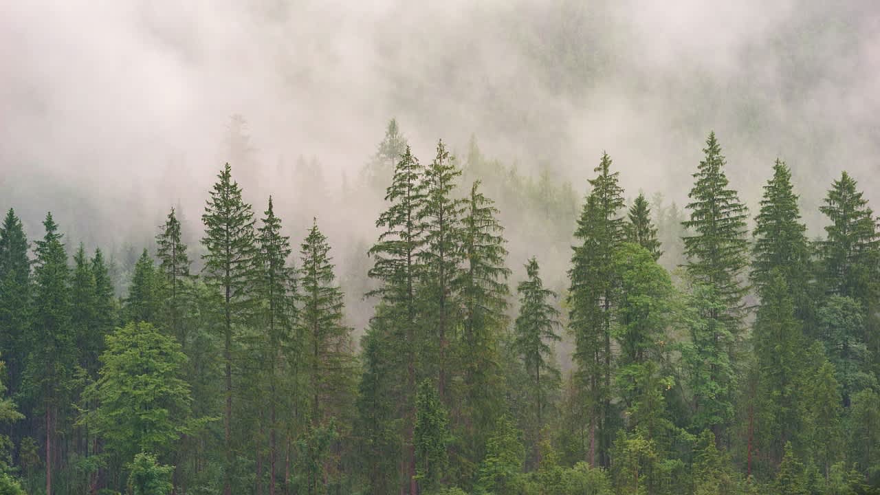 Imagen principal de un paisaje forestal