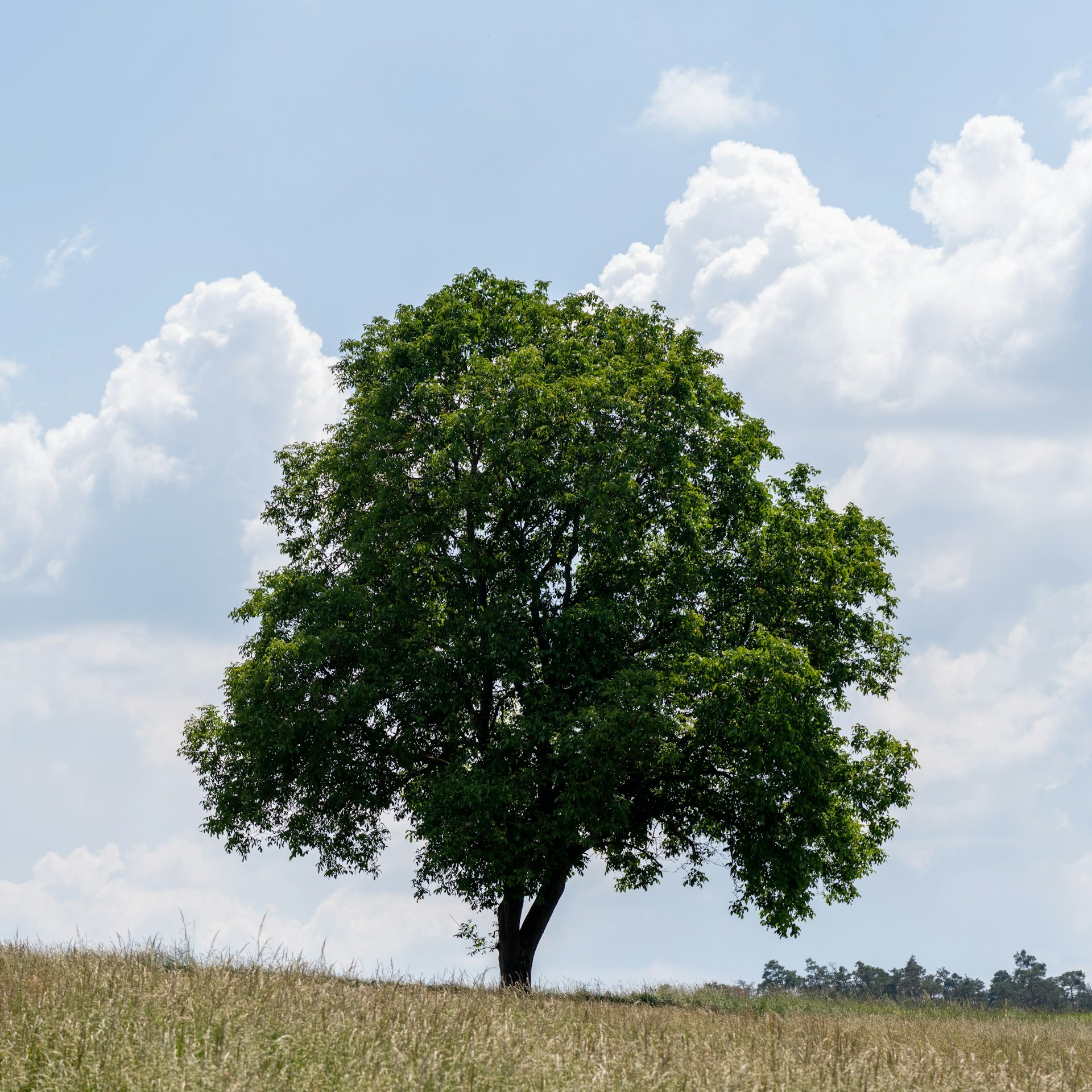 Árbol Forest Fire Assistant